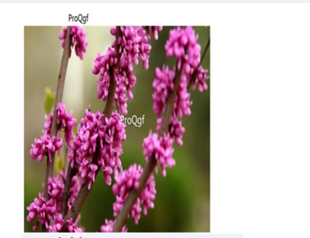 16usd Ngryise 3000pcs  Cercis chinensis seed