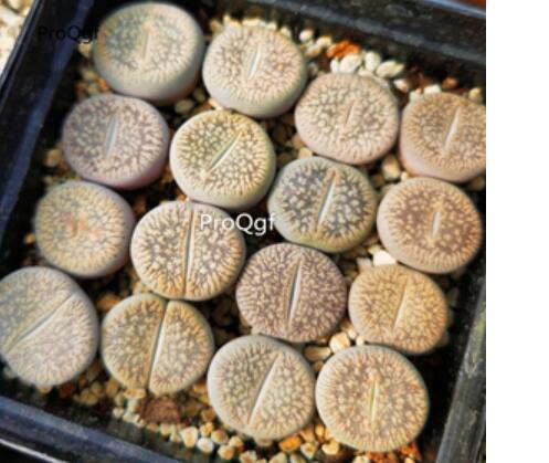 29usd Ngryise c54 lithop plant