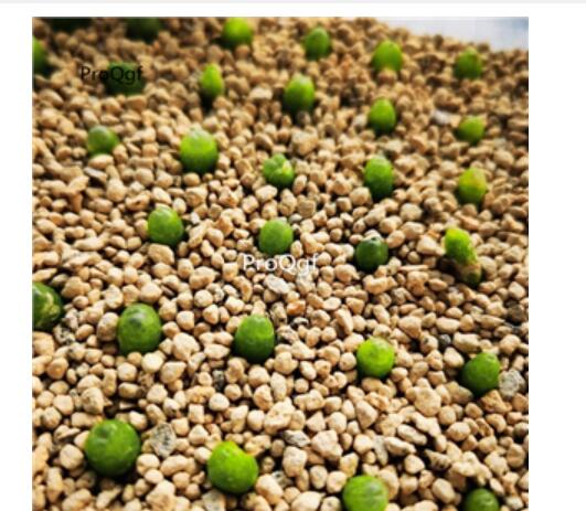 99usd NGRYISE 1798.76 conophytum plant