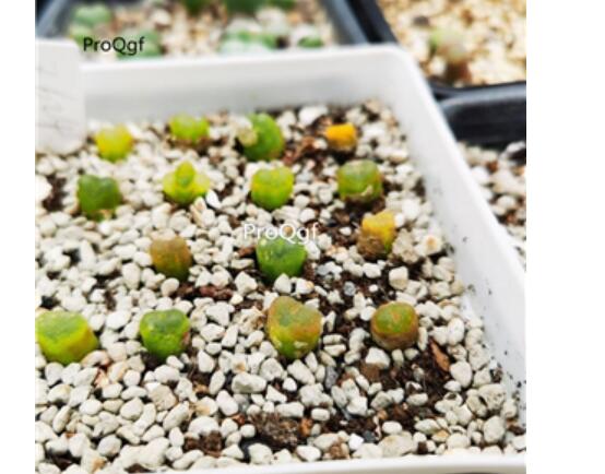 26usd Ngryise maughanii plant