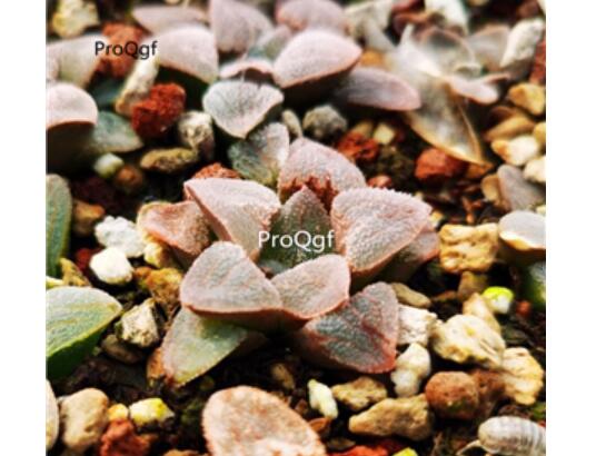19usd Ngryise Haworthia pygmaea var.pygmaea plant