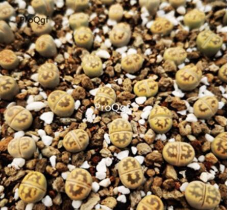 16usd Ngryise C143A Lithops karasmontana hupo plant