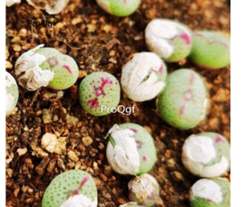 86usd Ngryise red lip conophytum plant