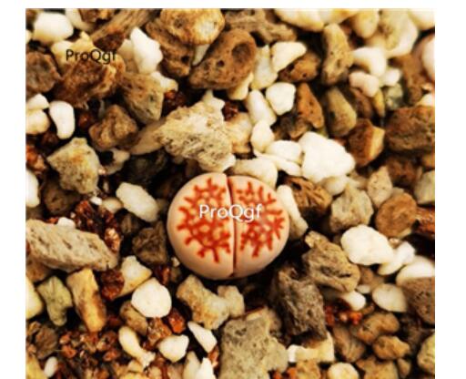 16usd Ngryise red net Lithops julii plant