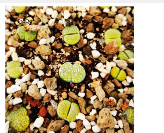 26usd Ngryise lithop c363 plant