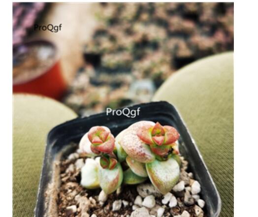 16usd Ngryise Crassula rupestris ssp. rupestris Plant