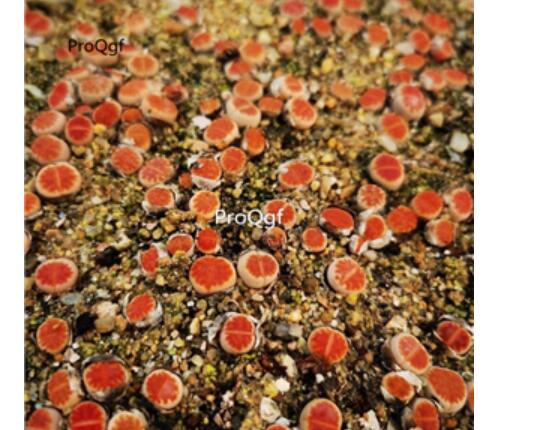 26usd Ngryise blood red lithop plant
