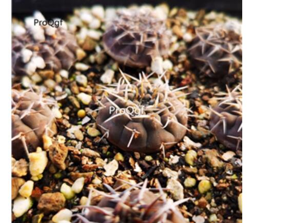 26usd Ngryise Gymnocalycium bodenbenderianum luoe plant