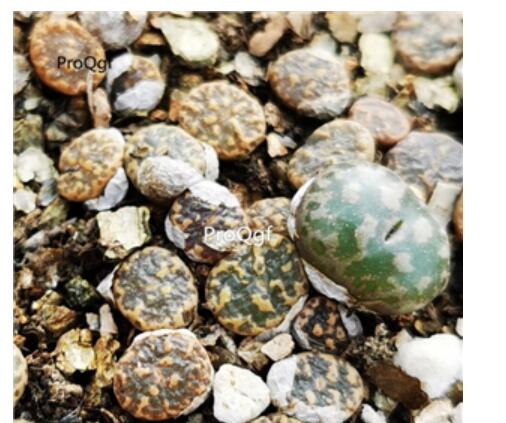 26usd Ngryise conophytum pardicolor plant