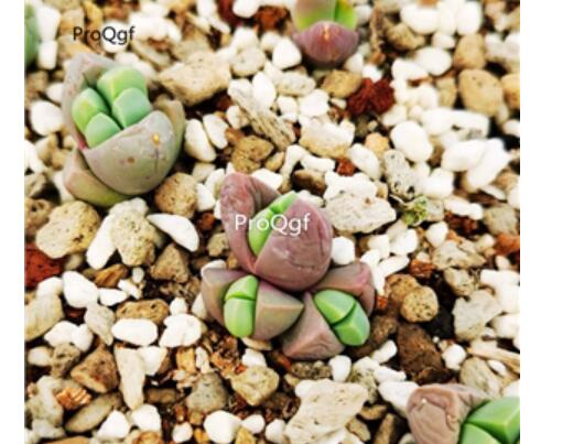 28usd Ngryise Gibbaeum heathii qiuqinyu Plant