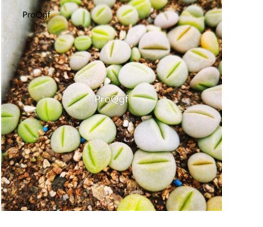 25usd Ngryise 5pcs Dinteranthus Schwantes Plant