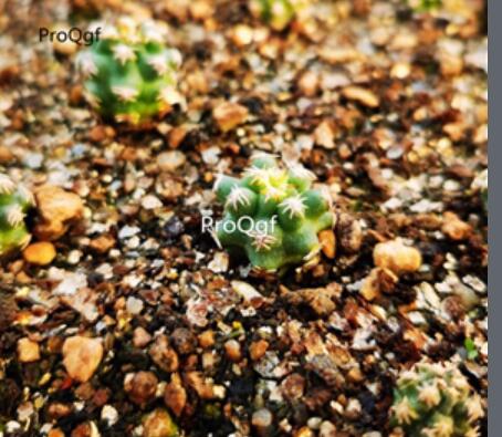 29usd Ngryise 2pcs Pygmaeocereus bieblii Plant