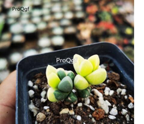 16usd 300pcs Ngryise Astridia velutina Brocade seed