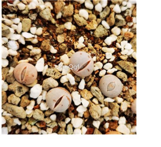 26usd Ngryise Dintheranthus pole evansii Plant