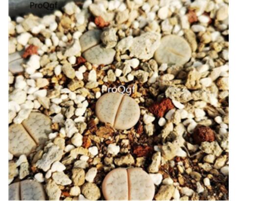 15usd Ngryise c309 lithop plant