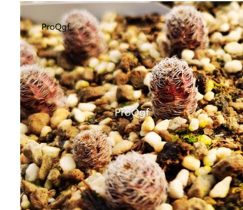 15usd Ngryise Frailea angelesii purple plant