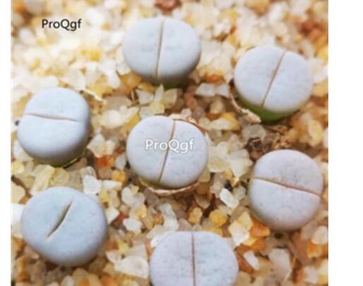 15usd Ngryise lithop c244 white plant