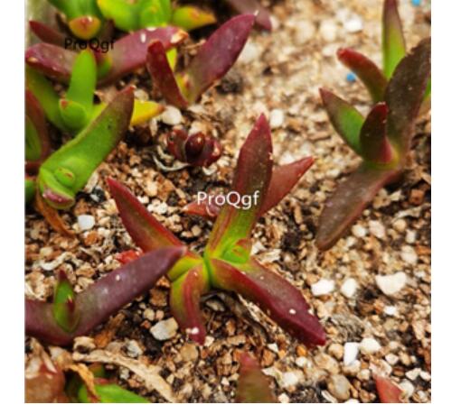 29usd Ngryise purple sedeveria Harry Butterfield zifoshou plant