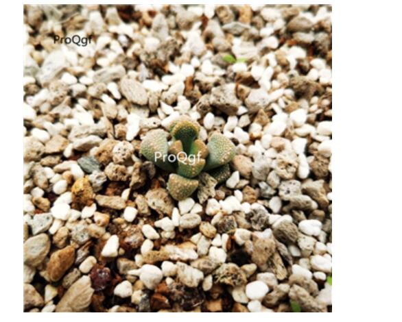 29usd Ngryise Titanopsis fulleri Plant