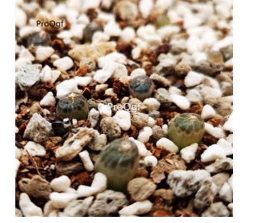 39usd Ngryise Bulbinemesembryanthemoides Bulb