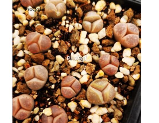 29usd Ngryise jianxingyu lithop purple plant
