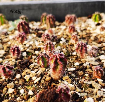 29usd Ngryise purple Echinopsis tubiflora plant