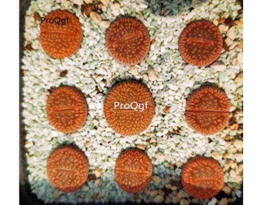 39usd Ngryise 2pcs c48 lithop plant
