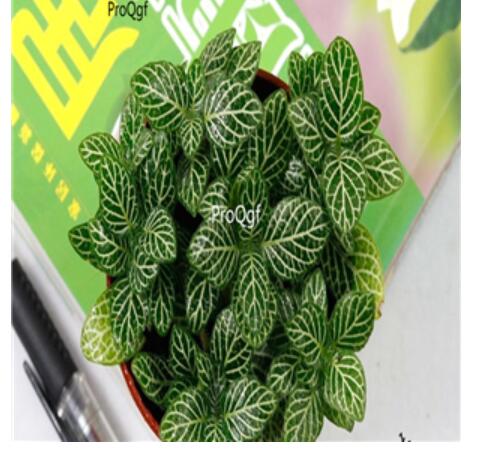 white green stripe25usd Ngryise 10pcs a set Fittonia verschaffeltii plant