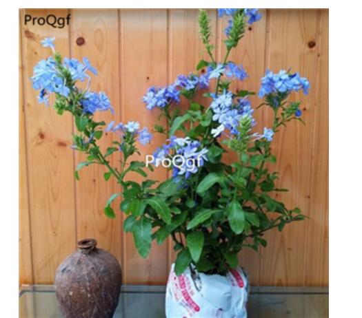 18usd Ngryise Ceratostigma plumbaginoides   plant