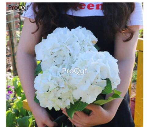 16usd Ngryise hydrangea plant