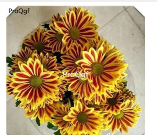 16usd Ngryise Seasonal Chrysanthemum sijiju Plant