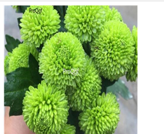 16usd Ngryise Dendranthema morifolium pompon plant
