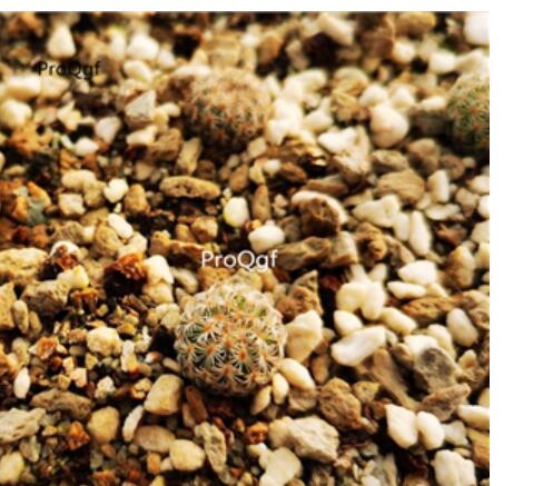 29usd Ngryise Echinomastus meiciyu plant