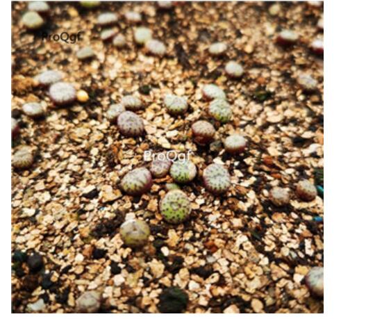 29usd Ngryise conophytum anzhen plant