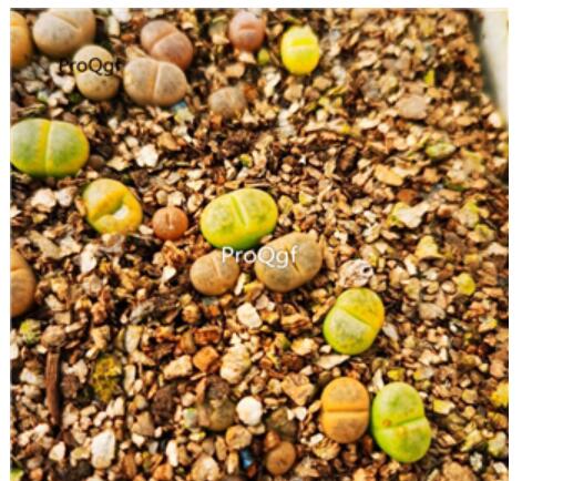 18usd Ngryise    Lithops dinteri Schwantes Plant
