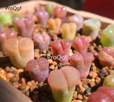29usd Ngryise Ophthalmophyllum friedrichiae Plant
