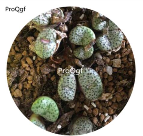 180usd Ngryise 30Pcs A Set Conophytum green potted anzhen Flower Seed