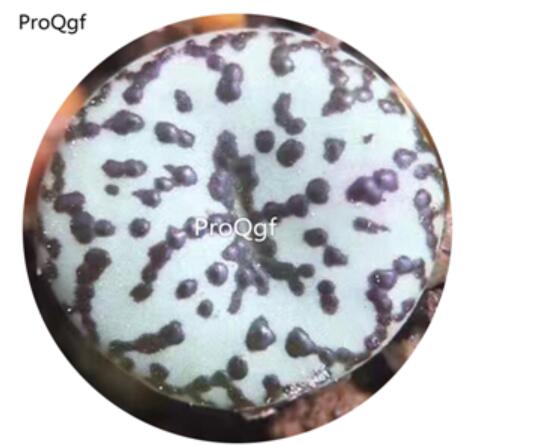 180usd Ngryise 30Pcs A Set Conophytum anzhen Flower Seed