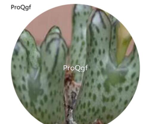 180usd Ngryise 30Pcs A Set  duorou Conophytum turrigerum Flower Seed