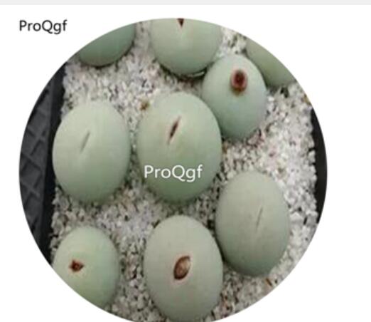 180usd Ngryise 30Pcs A Set  Conophytum Vanzylii SB1102 RARE Seed