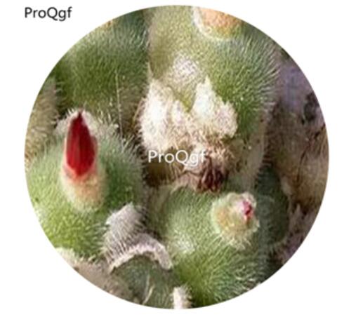 180usd Ngryise 30Pcs A Set  Conophytum stephanii helmutii Flower Seed
