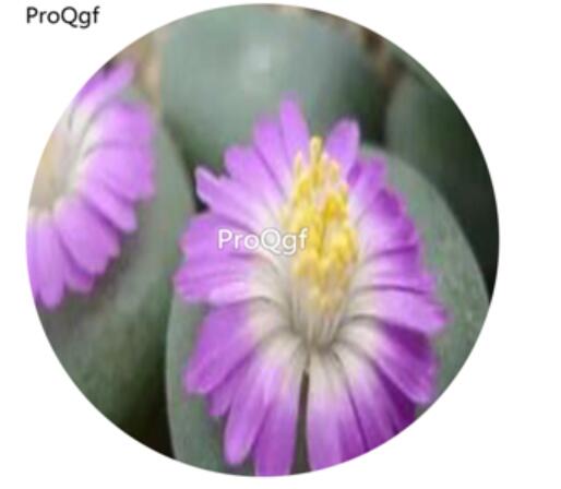 180usd Ngryise 30Pcs A Set  Conophytum ernstii Sandberg Seed