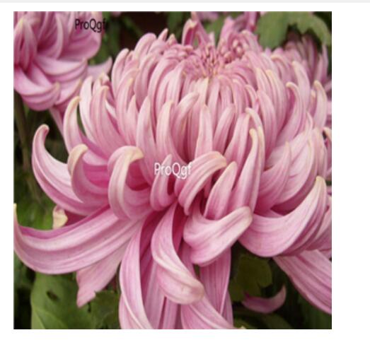 18usd Ngryise 500pcs  Dendronthema morifolium seed