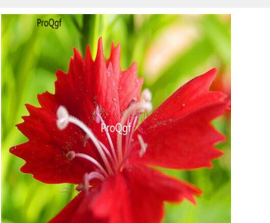 18usd dark red Ngryise 3000pcs   Dianthus chinensis seed