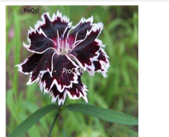 18usd black with white edge Ngryise 3000pcs   Dianthus chinensis seed