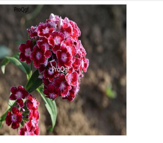 18usd dark red double petal Ngryise 3000pcs   Dianthus chinensis seed