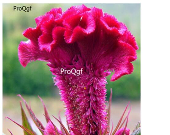 18usd Ngryise 3000pcs    annual and biennial flower seed