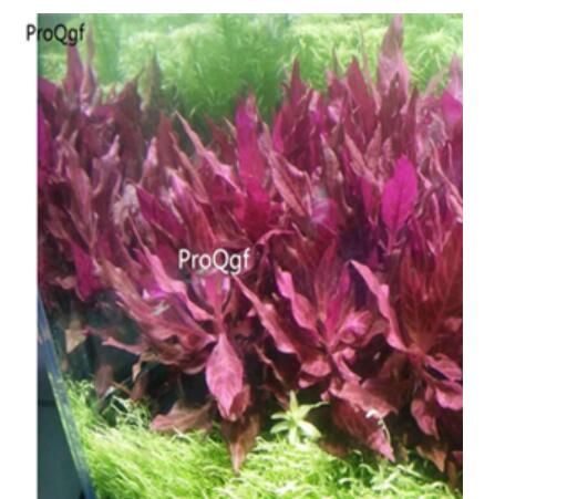 30usd Ngryise Alternanthera reineckii plant