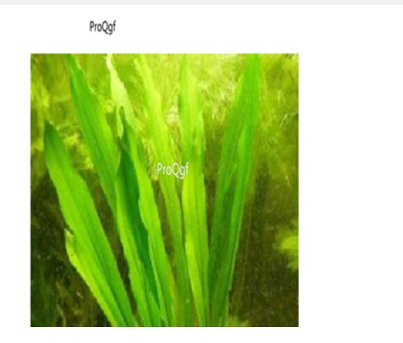 25usd Ngryise 500pcs Echinodorus major seed