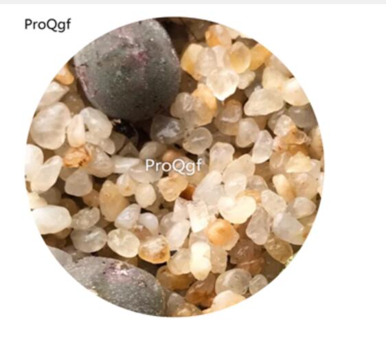 160usd Ngryise 20Pcs A Set Conophytum  regale Ratelpoort Seed